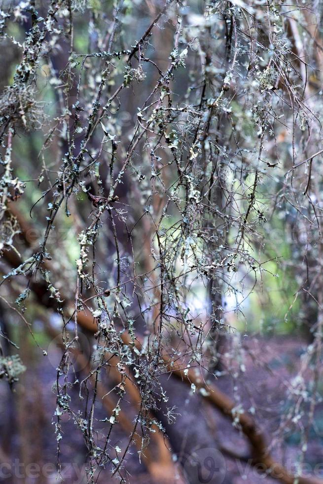 foresta di alloro a gran canaria foto