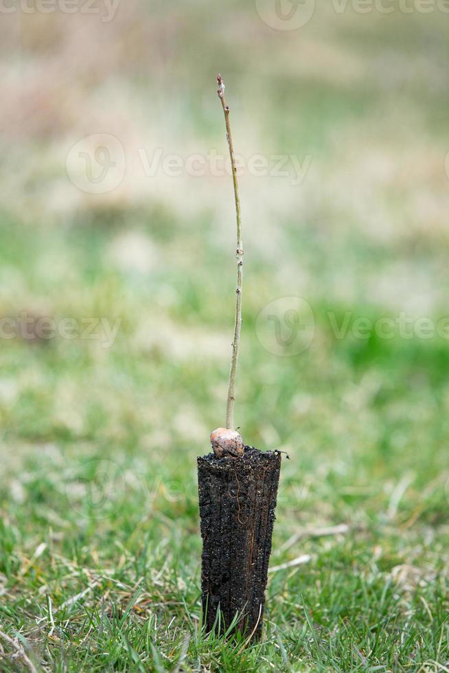 un' riga di piantine nel nero plastica contenitori con uno di loro essere piantato nel il terra. un' piccolo albero è essere piantato nel un' mucchio di suolo. foto