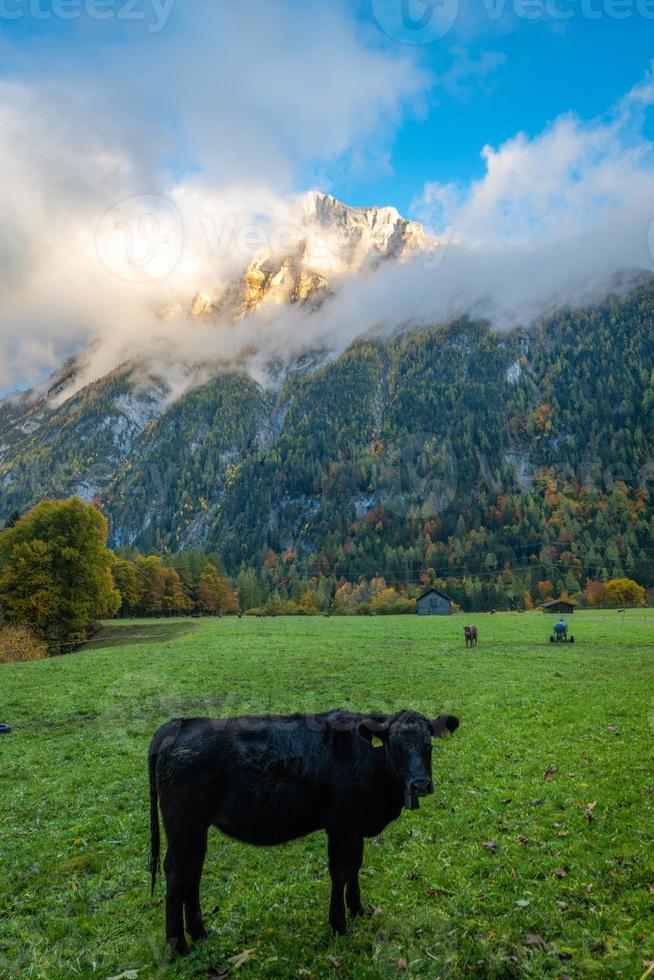 un' nero mucca si accovaccia su un' pascolo circondato di montagne sotto un' nuvoloso cielo foto