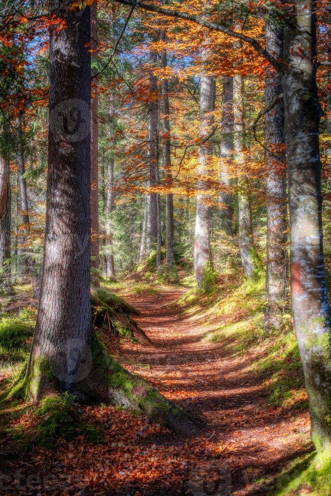 escursioni a piedi pista nel un autunno foresta foto