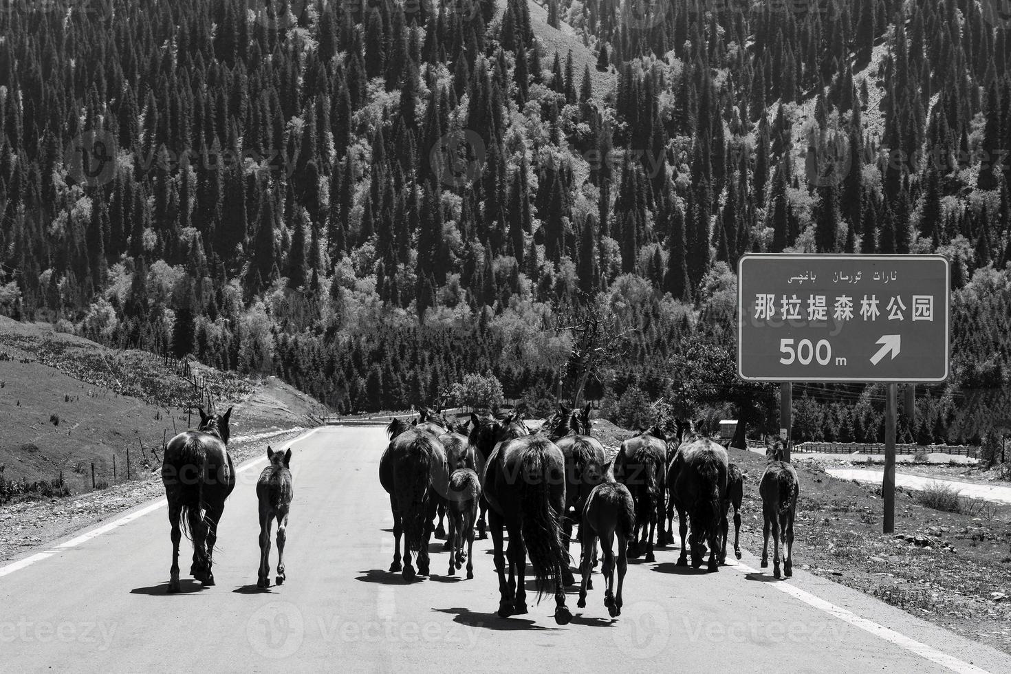 pastori siamo guida loro pecora attraverso il strada foto