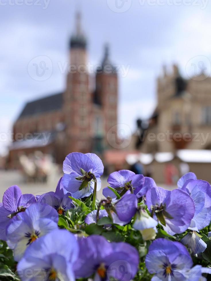 sfocato sfocato verticale sfondo di principale mercato piazza nel Cracovia, Polonia, st. di maria basilica nel il distanza. viola viola fiori su il primo piano sotto, vicino su, selettivo messa a fuoco. foto