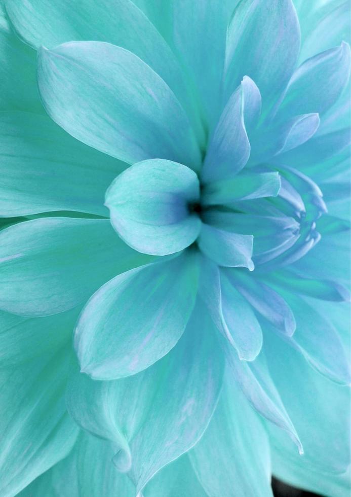 singolo blu crisantemo fiore su nero sfondo, riflessione, vicino su. foto