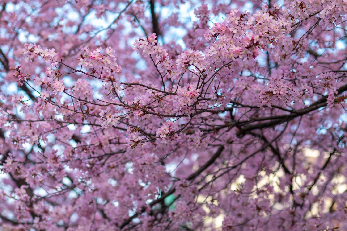 ciliegia fiorire - colorato Immagine di il ciliegia fiorire fiori su il albero foto
