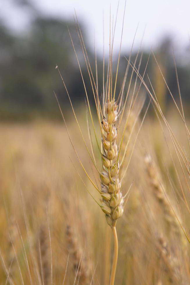 Grano spuntone con un' sfocato sfondo nel il campo. selettivo messa a fuoco foto