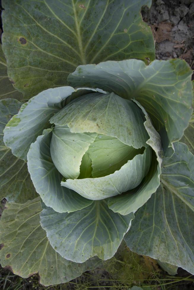 superiore Visualizza di verde cavolo nel il verdura giardino. selettivo messa a fuoco foto