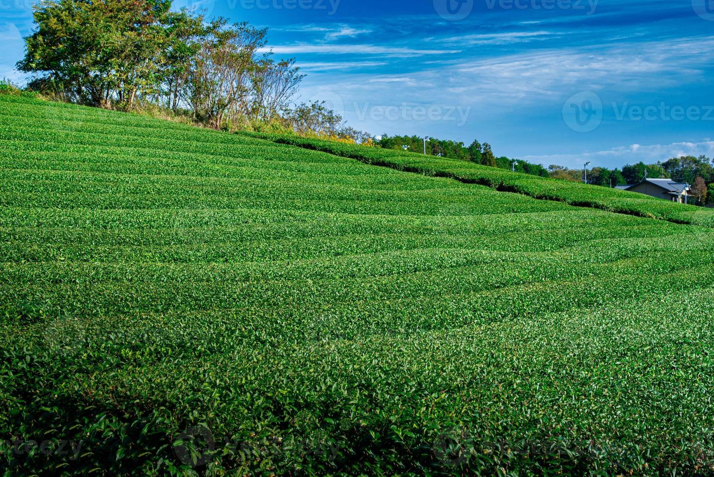 paesaggio Immagine di mt. fuji con verde tè campo a giorno nel shizuoka, Giappone. foto