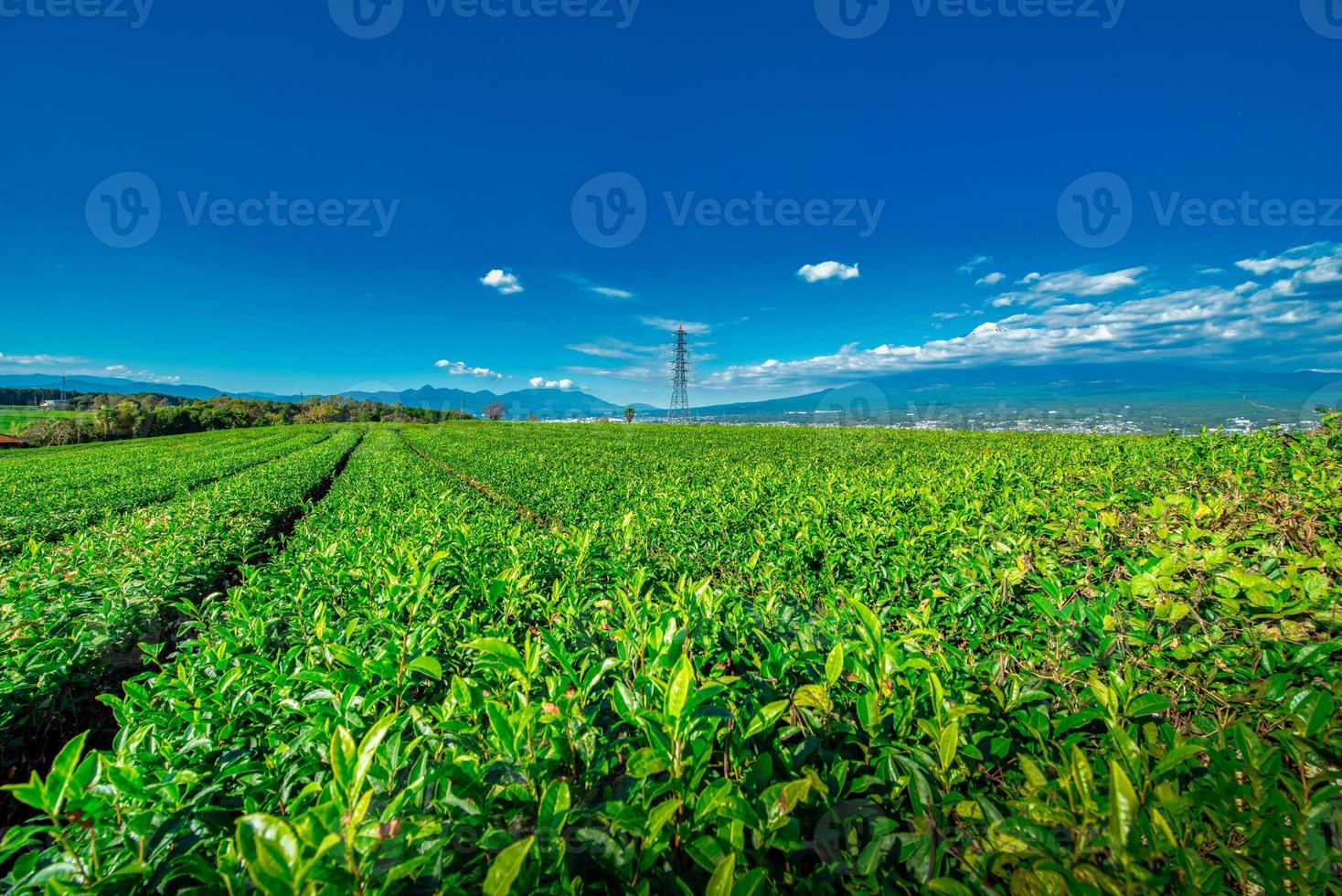 paesaggio Immagine di mt. fuji con verde tè campo a giorno nel shizuoka, Giappone. foto