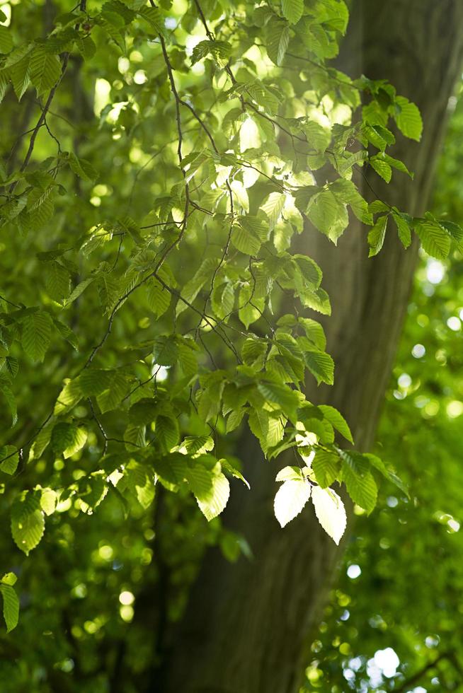 bella vista rilassata di foglie verdi su un ramo di un albero contro il sole foto