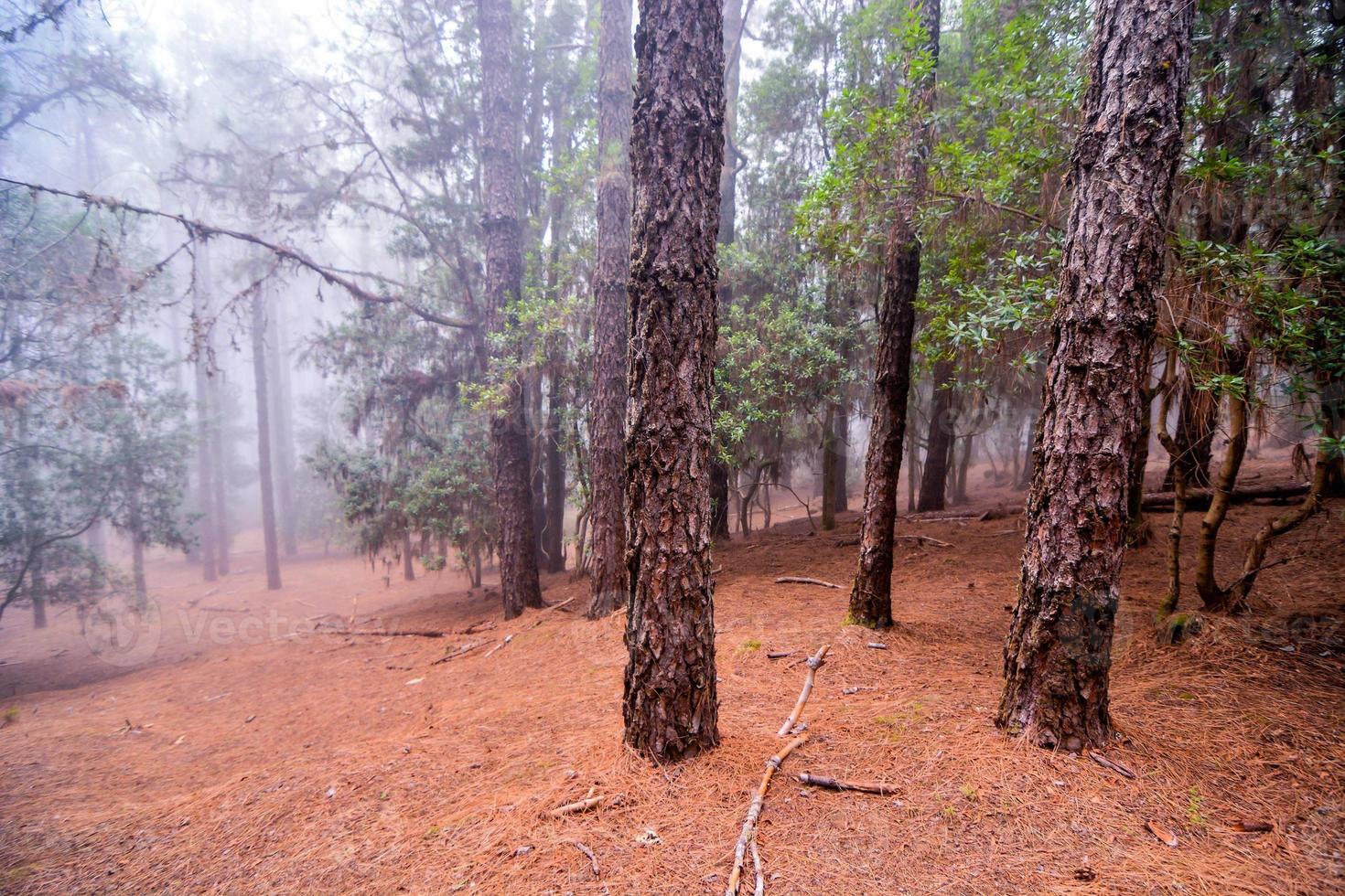 alberi nella foresta foto