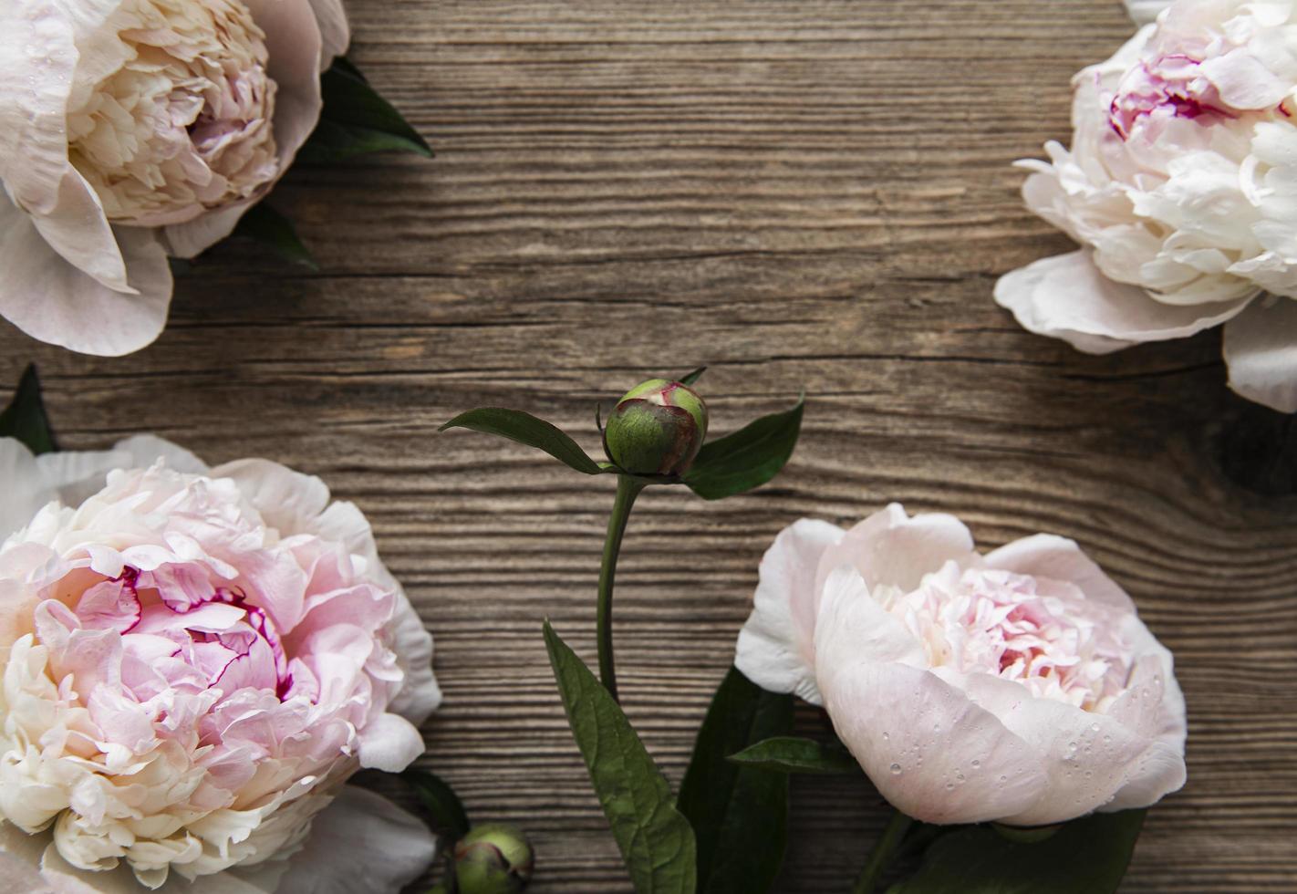 fiori di peonia rosa come un bordo foto