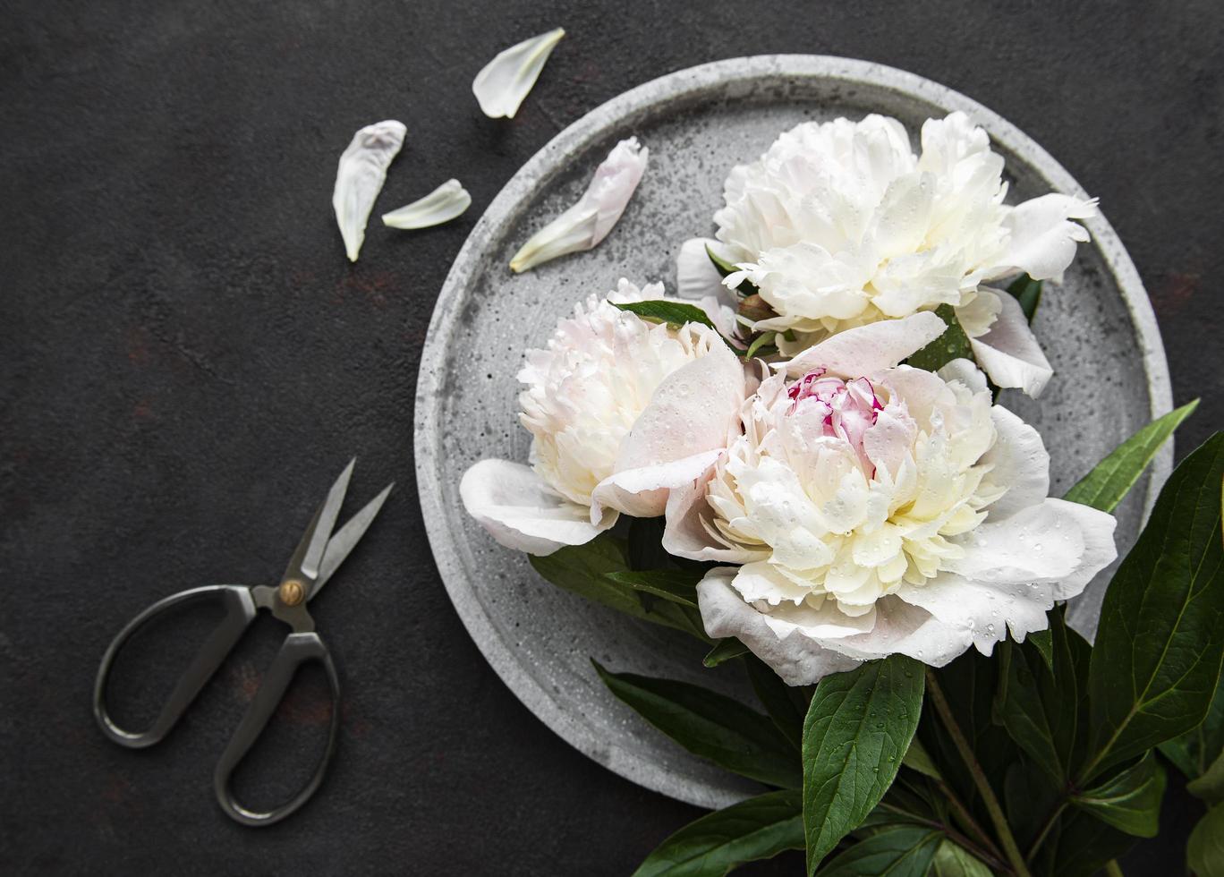 fiori di peonia su uno sfondo di cemento nero foto