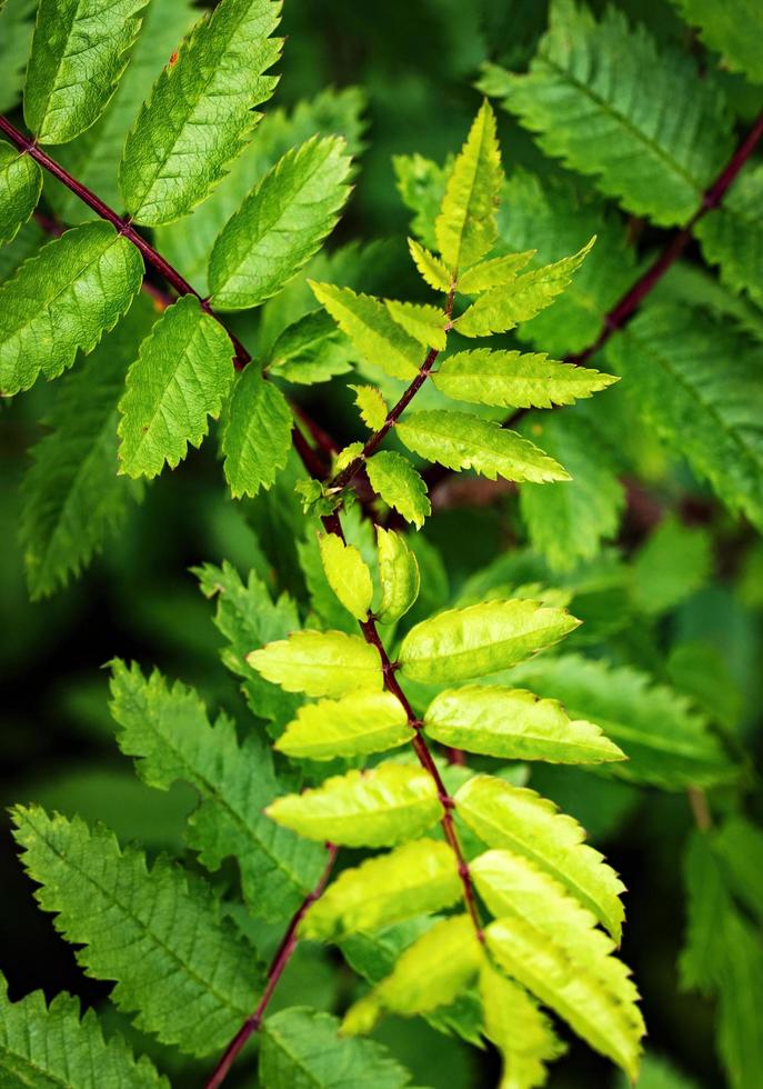 Rowan foglie verdi foto