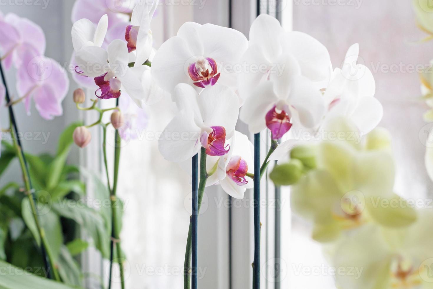 parecchi phalaenopsis orchidee su il finestra davanzale, piante d'appartamento in crescita e cura foto