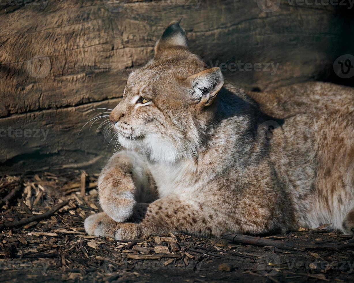 adulto lince bugie su il terra, primavera giorno foto