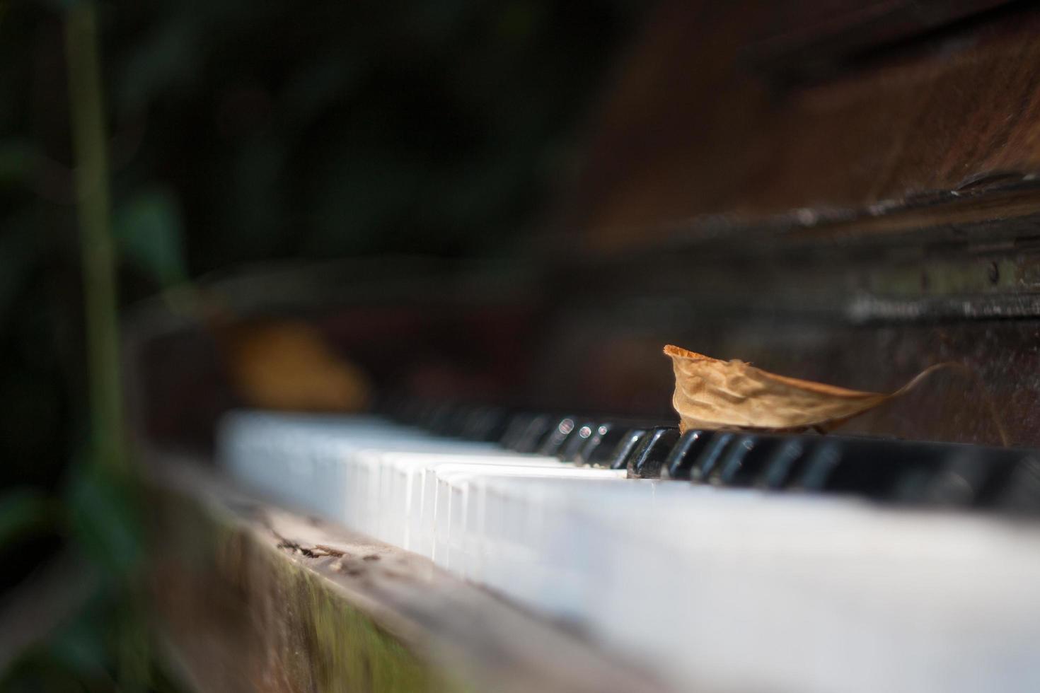 foglia marrone sui tasti di un pianoforte in un giardino foto
