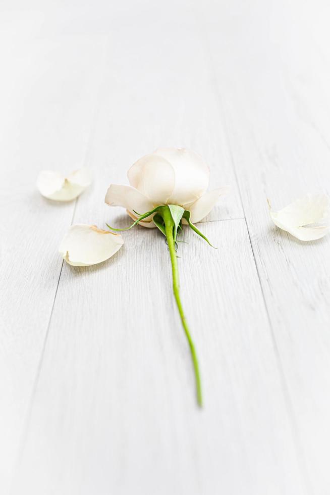 una rosa bianca con alcuni petali caduti su un pavimento di legno foto