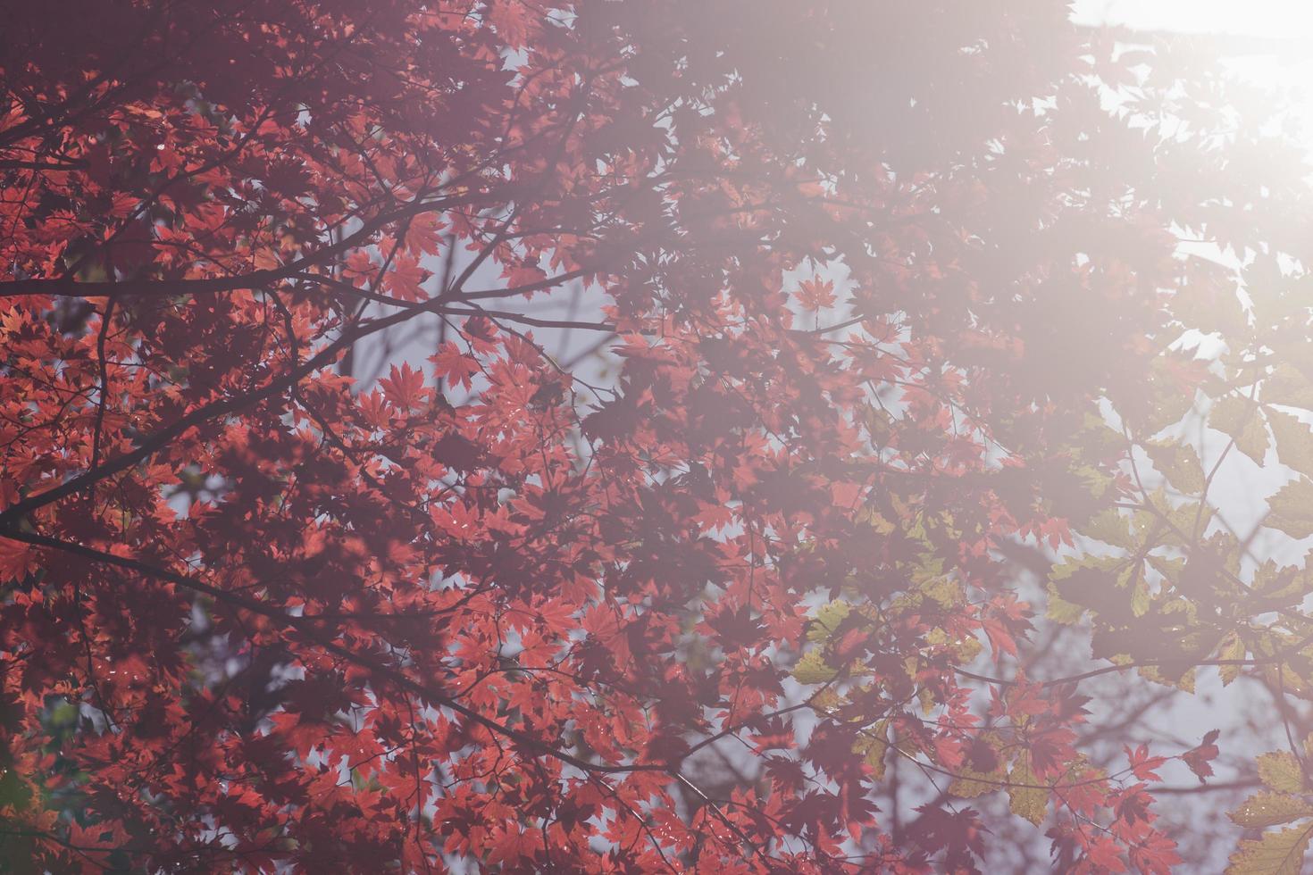 foglie di acero rosso su un albero in una foresta foto