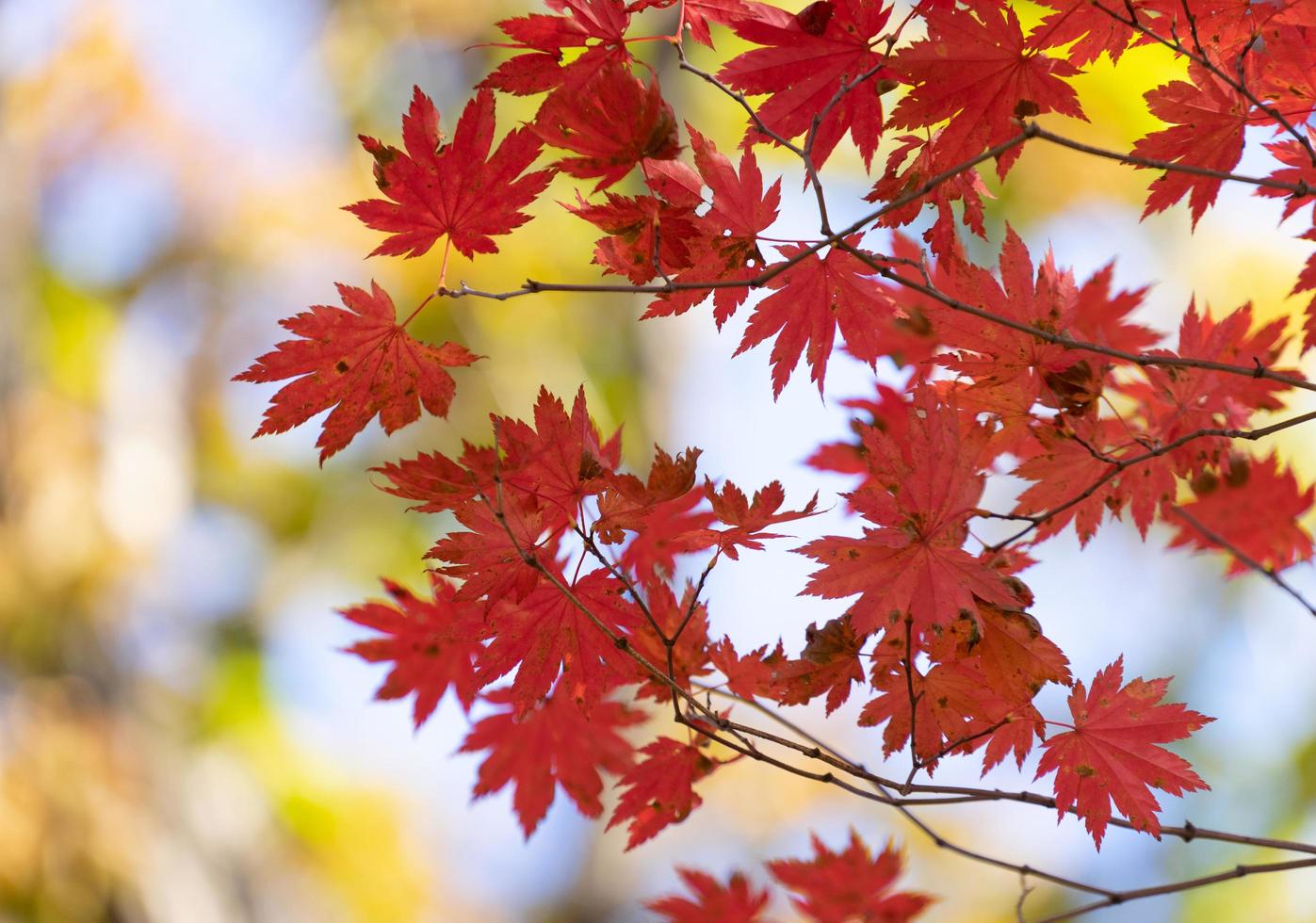 foglie di acero rosso su un albero in una foresta foto