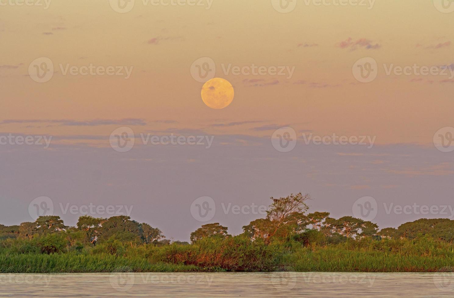 Alba lunare al di sopra di il tropicale foresta foto