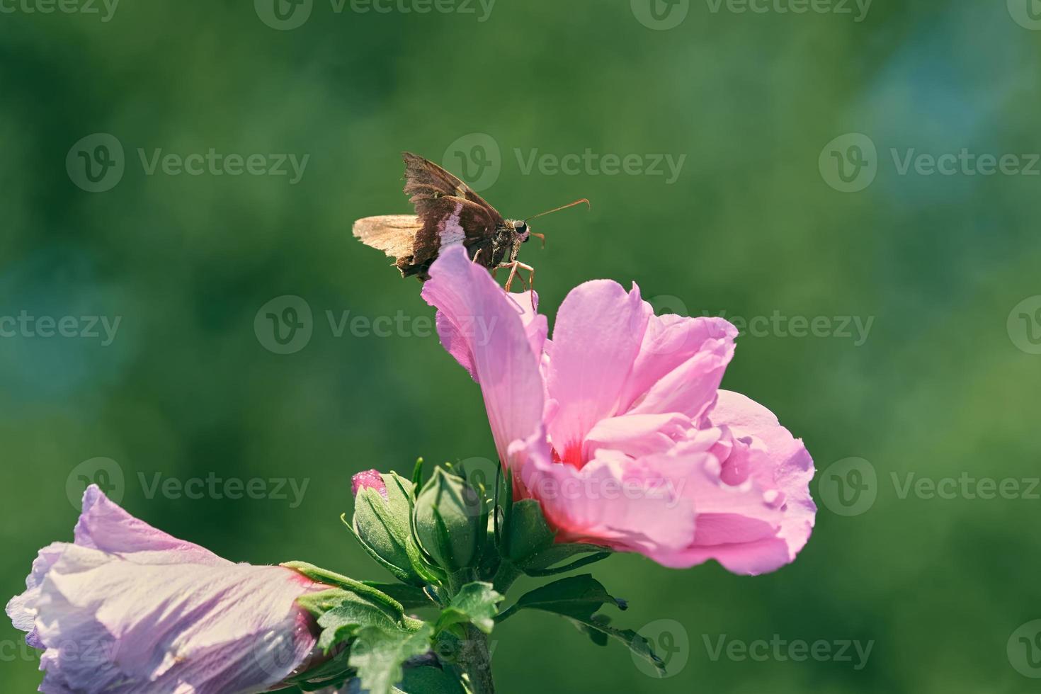 argento macchiato skipper farfalla riposa su superiore di un' rosa fiore foto