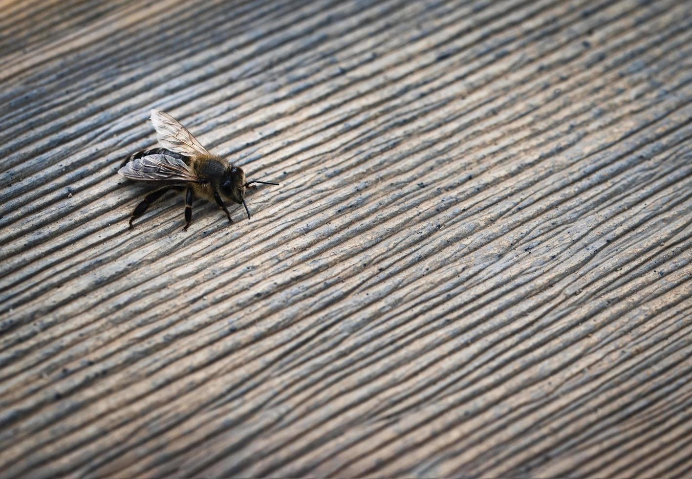 ape su legno foto