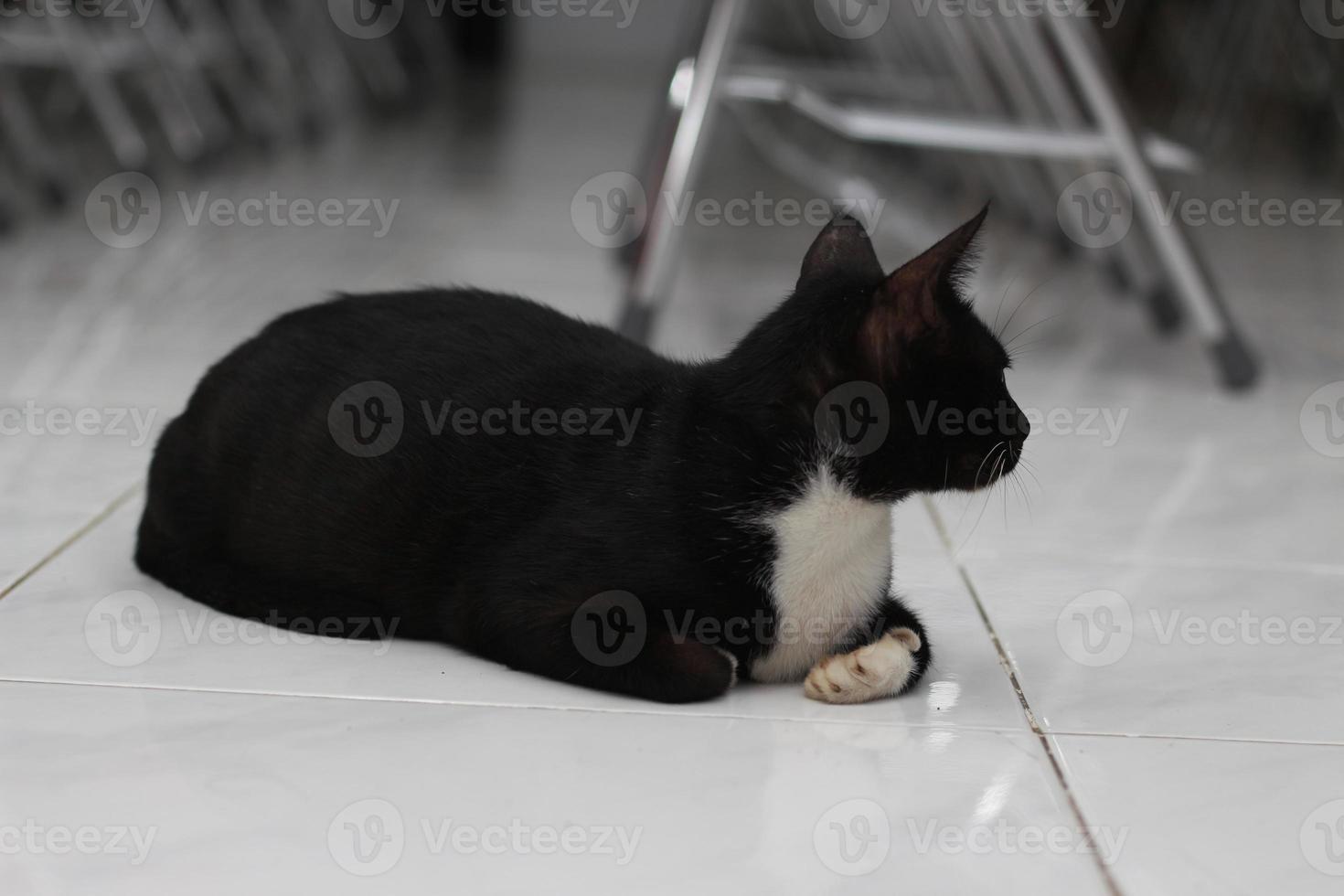 foto di un' nero gatto espressione con un' po di bianca su alcuni parti di suo corpo.