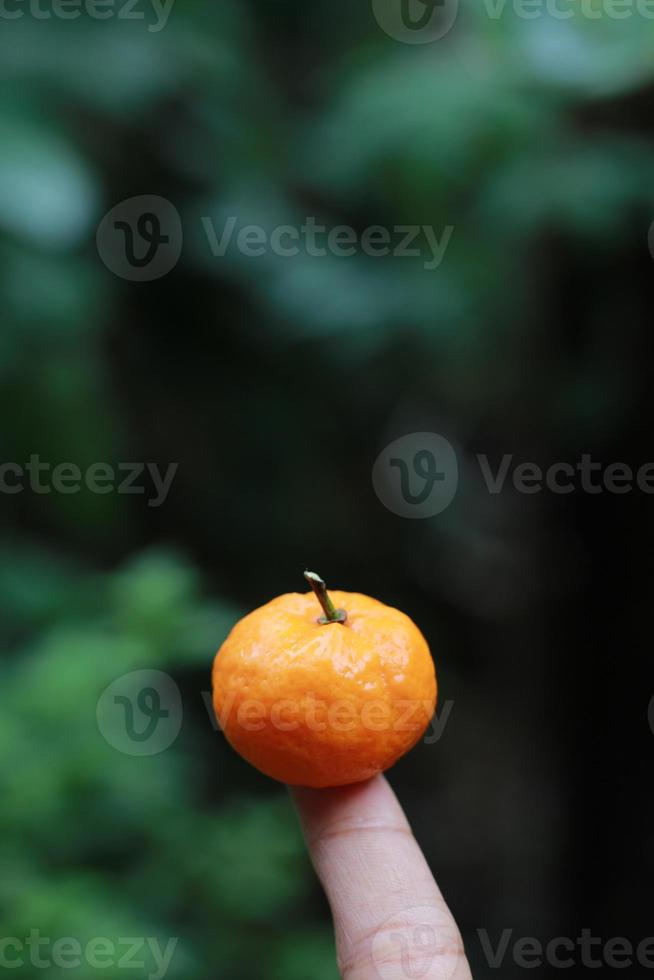 un' vicino su di mini agrume frutta posto su polpastrelli con alberi nel il sfondo. frutta foto concetto.