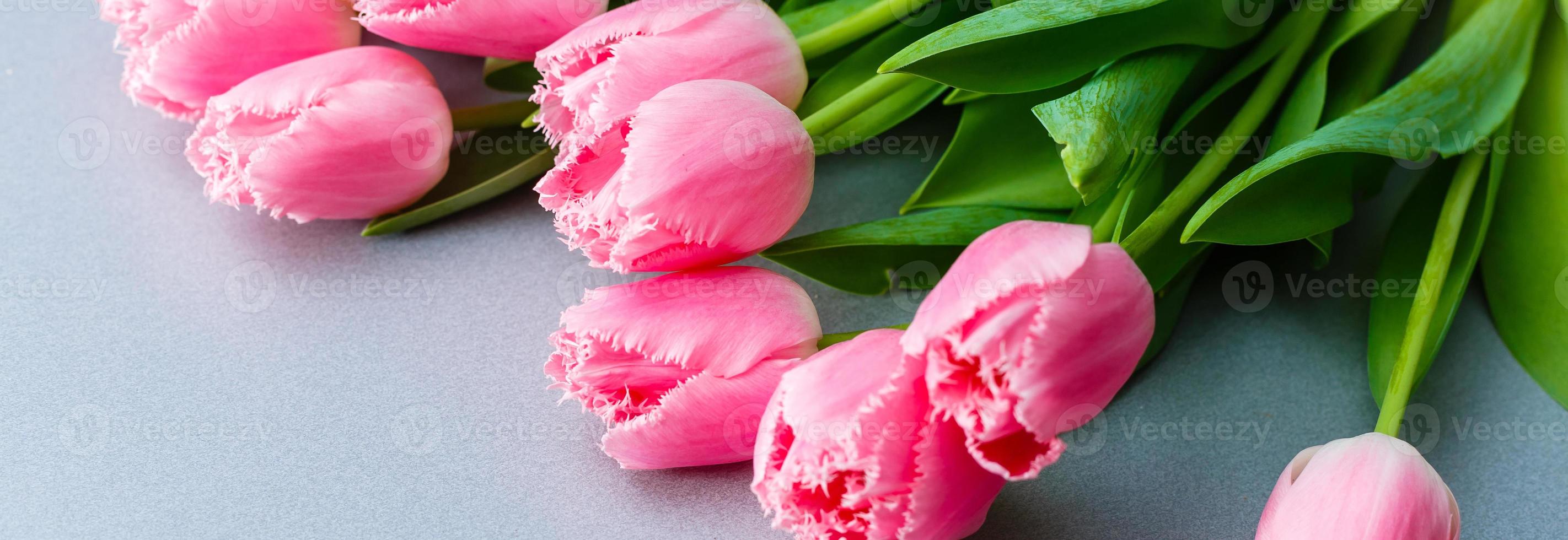 tulipani. lasso di tempo di luminosa rosa a strisce colorato tulipani fiore fioritura su bianca sfondo. tempo periodo tulipano mazzo di primavera fiori apertura, avvicinamento. vacanza mazzo. foto