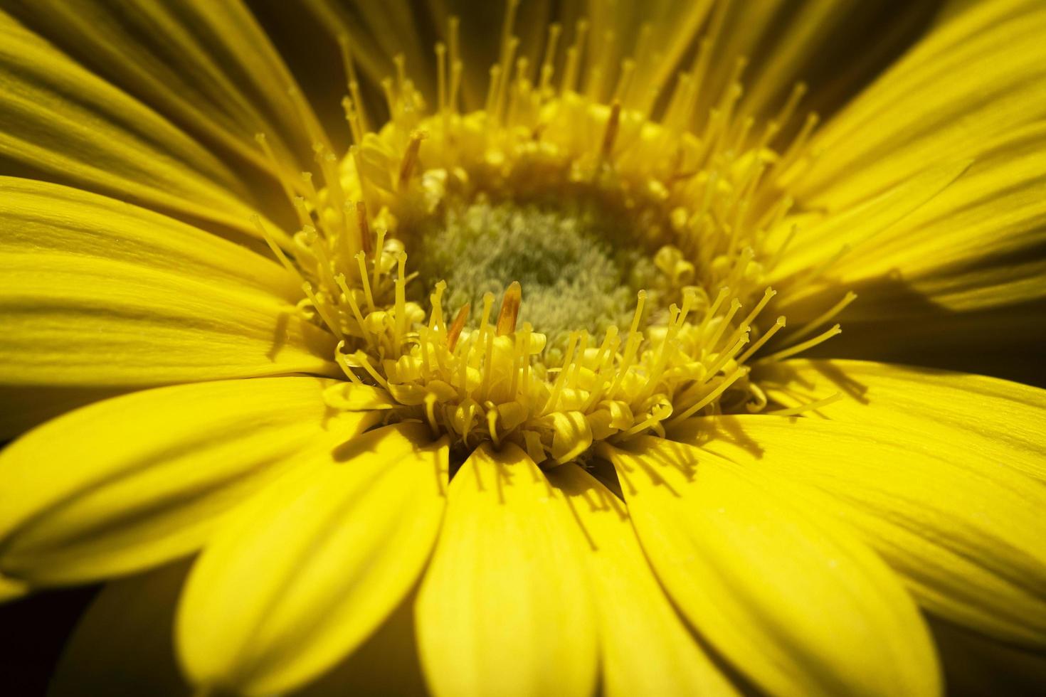 dettaglio di un fiore giallo foto