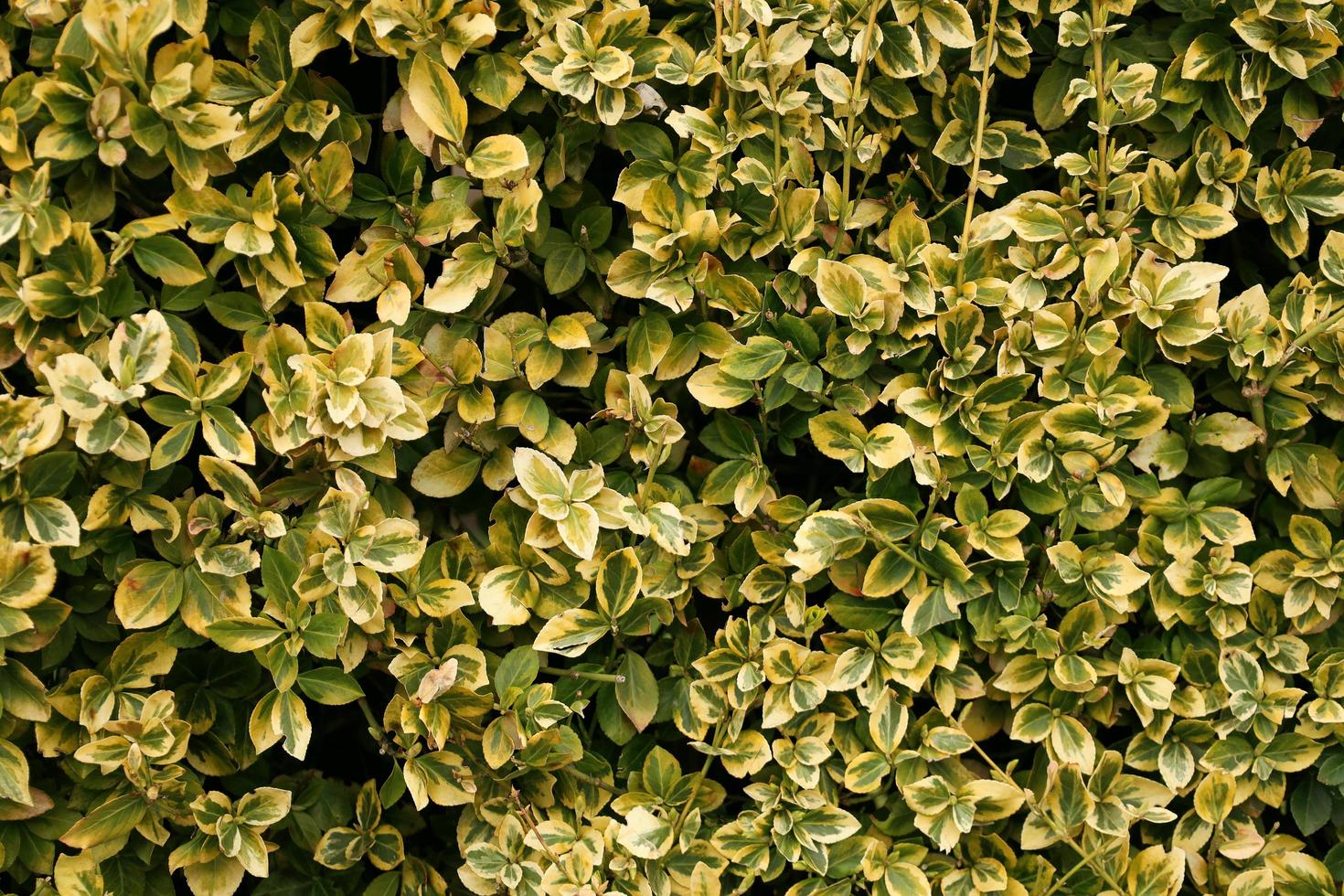 pieno telaio struttura di bicolor cespuglio le foglie. sempreverde arbusto euonymus fortunei Smeraldo e oro con brillante-dorato, variegato le foglie. wintercreeper. natura sfondo con posto per testo. foto