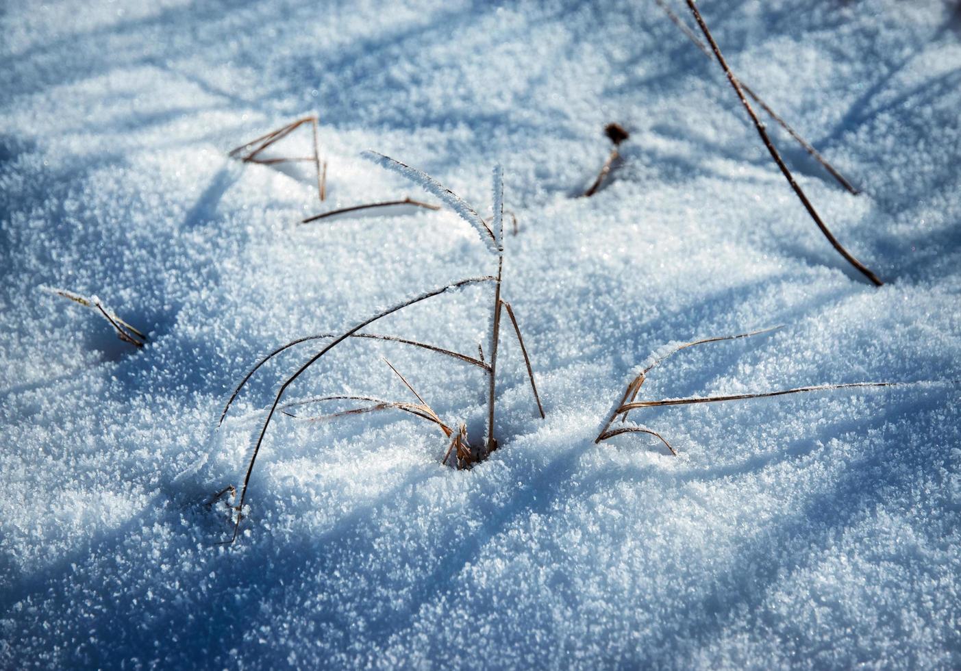 erba secca che spunta dalla neve foto