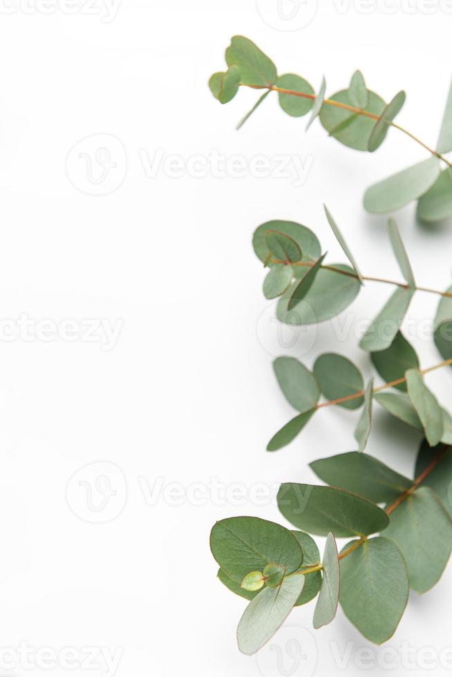 eucalipto ramo su bianca sfondo. foto