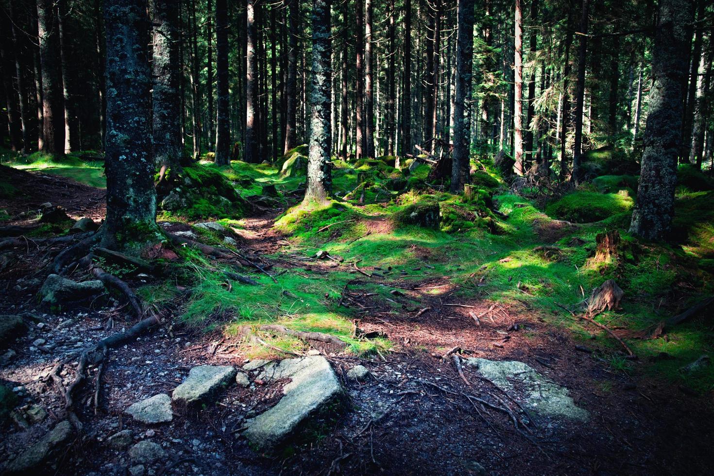 vecchia foresta con una luce splendente foto