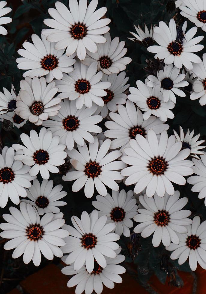 fiori bianchi in giardino in primavera foto