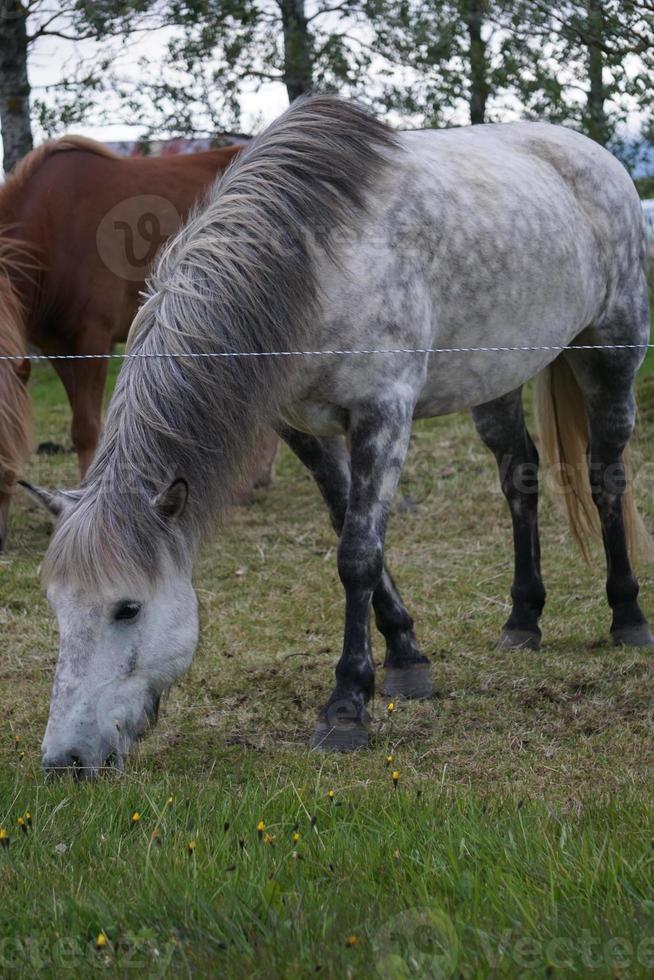 cavalli su pascolo mangiare erba foto