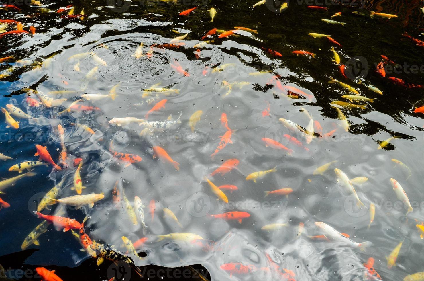 stagno di koi pesce foto