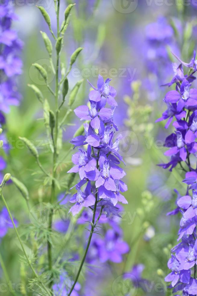 giardino con fioritura viola larkspurs fioritura nel il estate foto