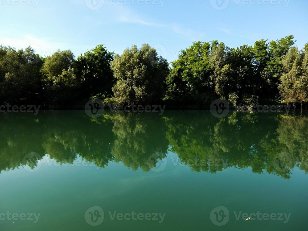 alberi lungo il lago foto