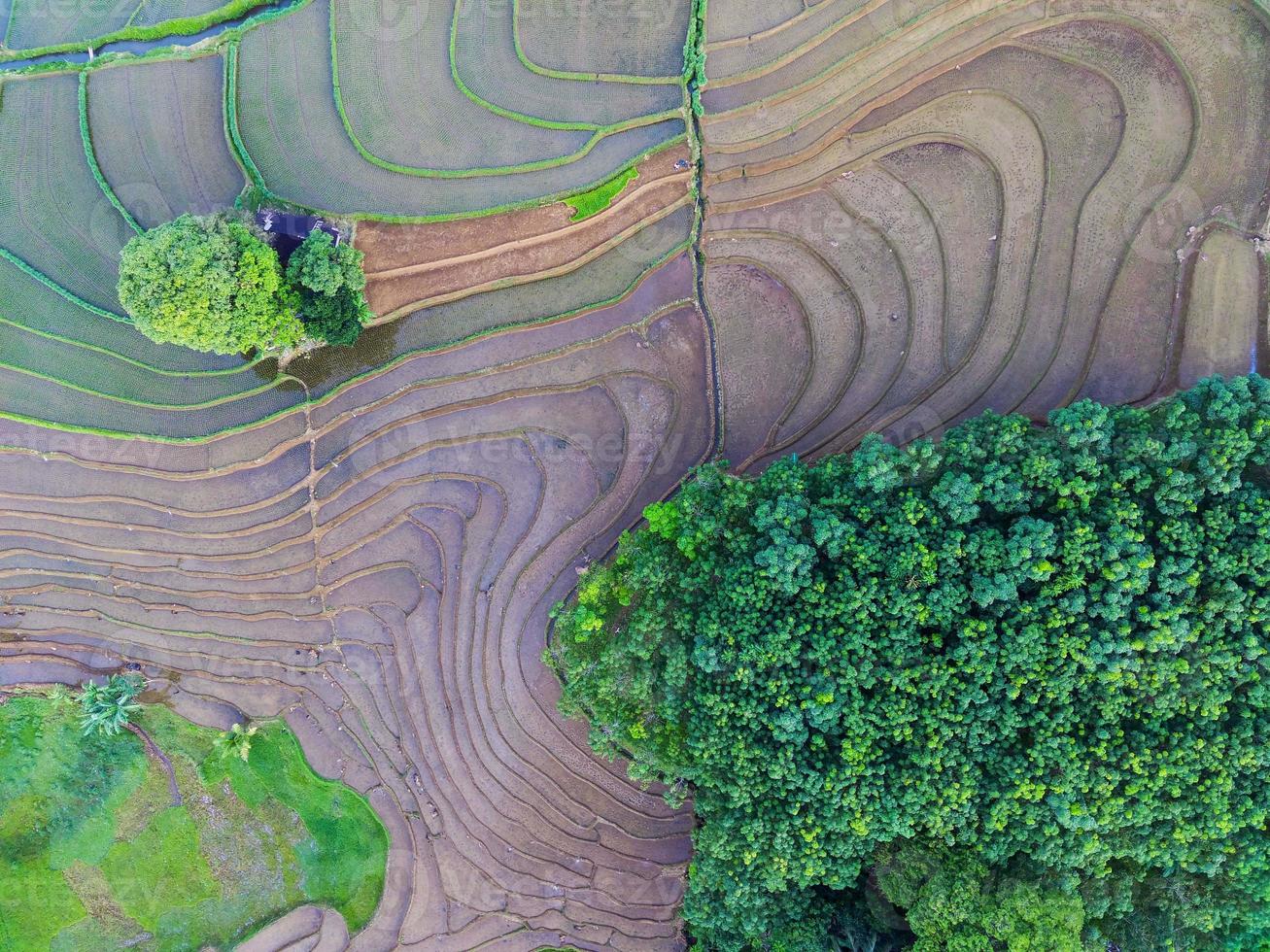 aereo Visualizza di verde riso terrazze nel Indonesia foto