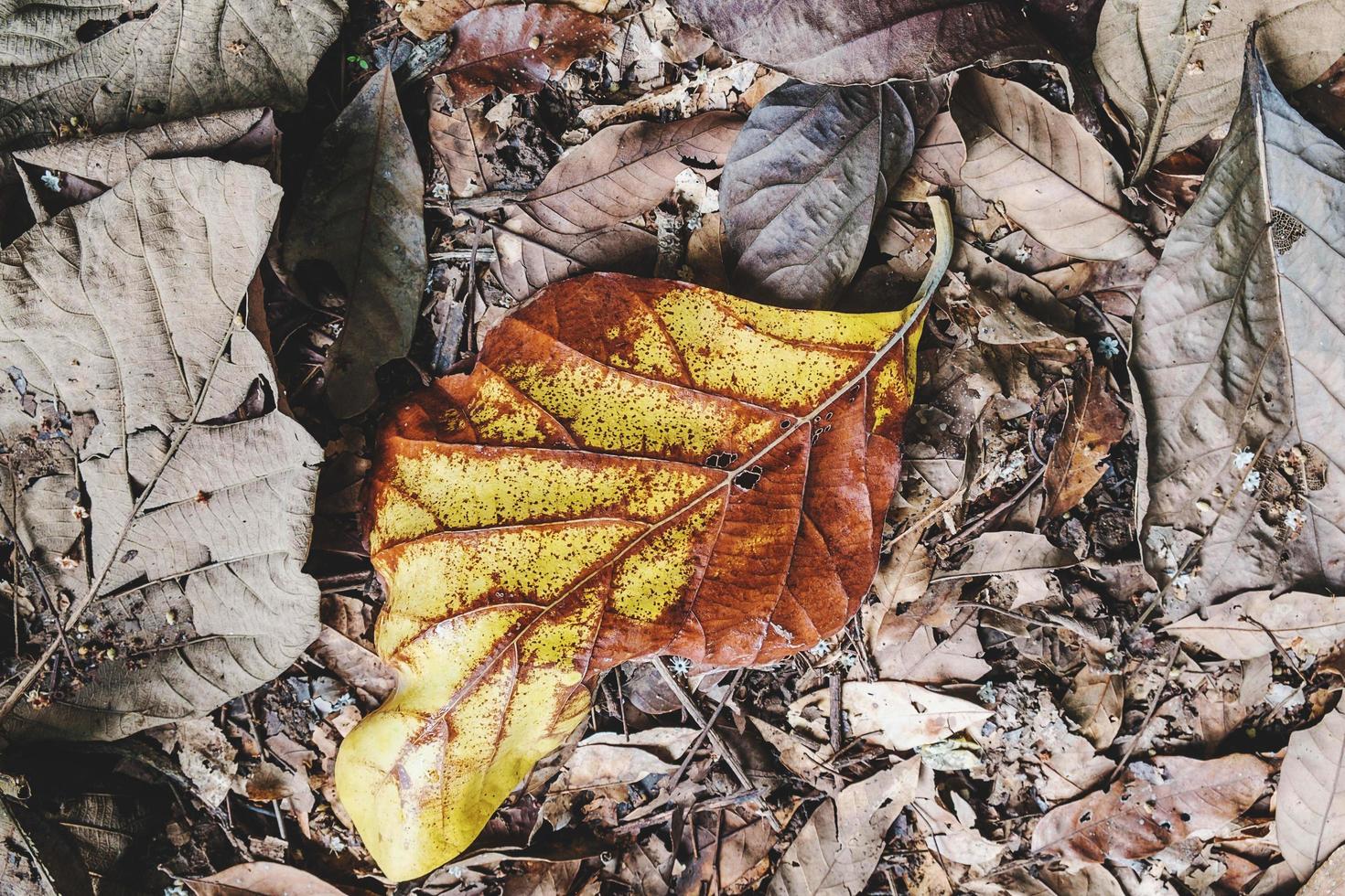 foglie secche di autunno foto