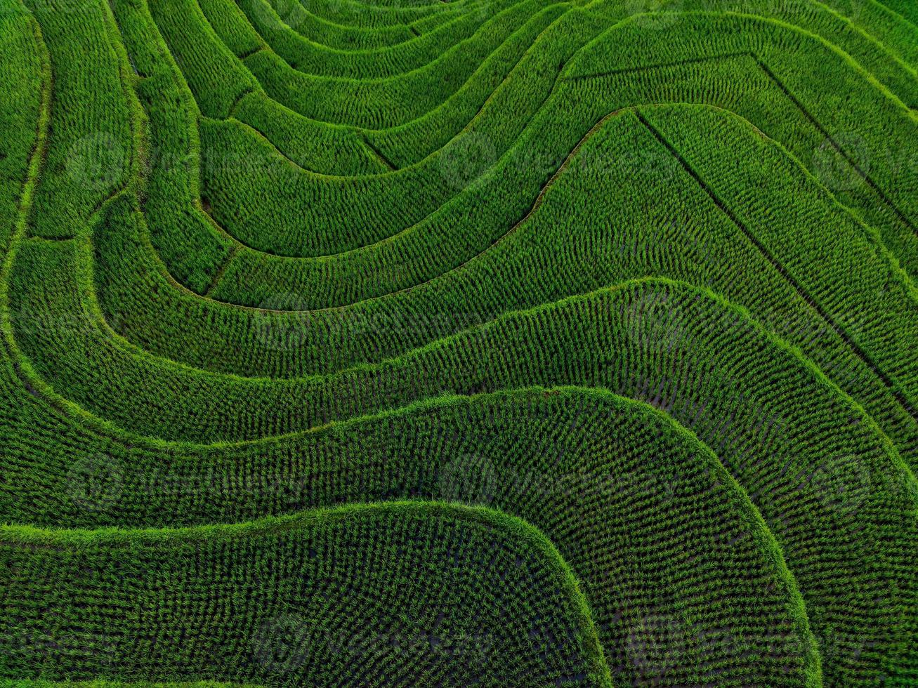 aereo Visualizza di verde riso terrazze nel Indonesia foto