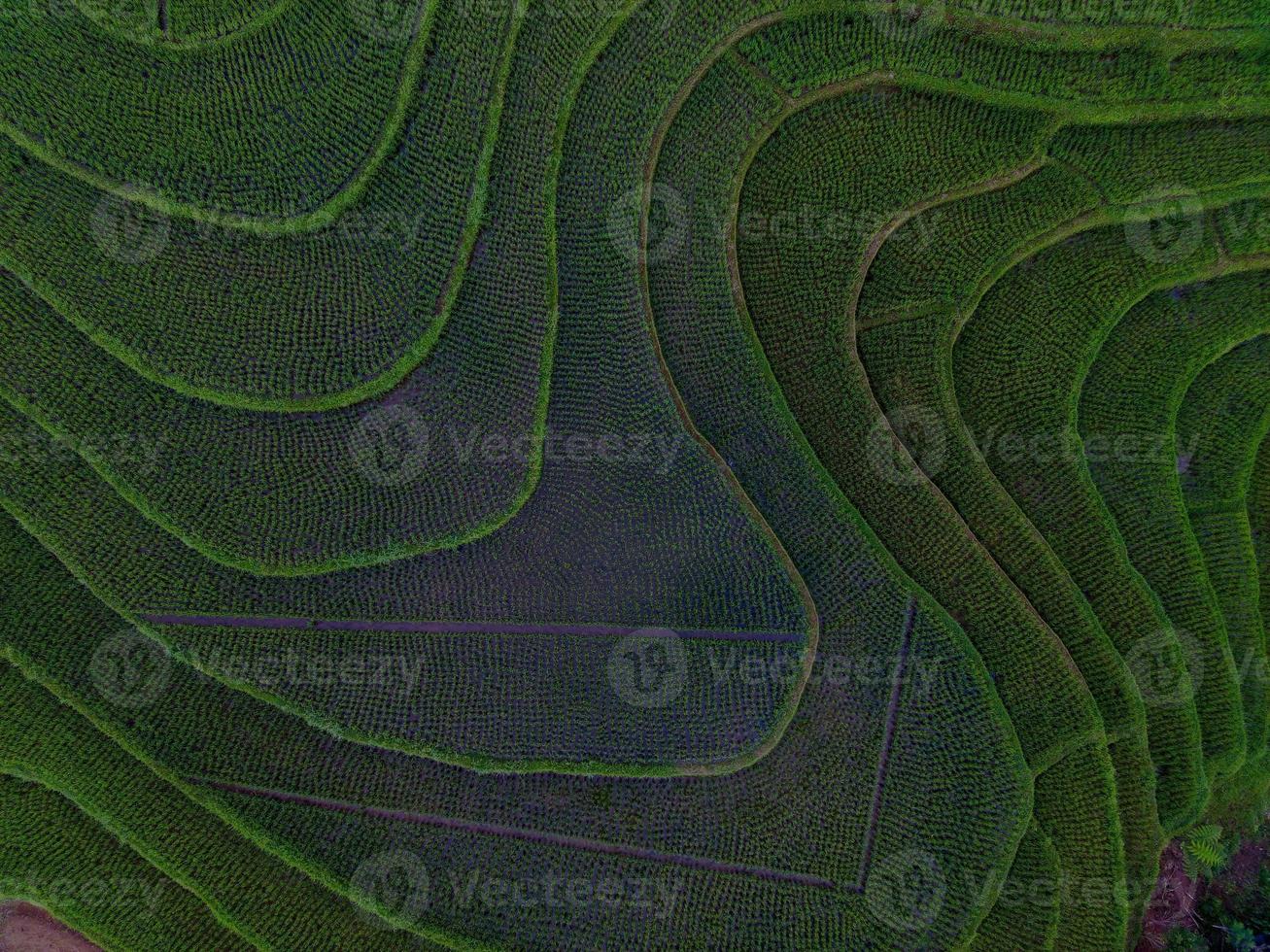 aereo Visualizza di verde riso terrazze nel Indonesia foto