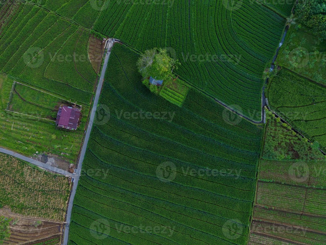 aereo Visualizza di verde riso terrazze nel Indonesia foto