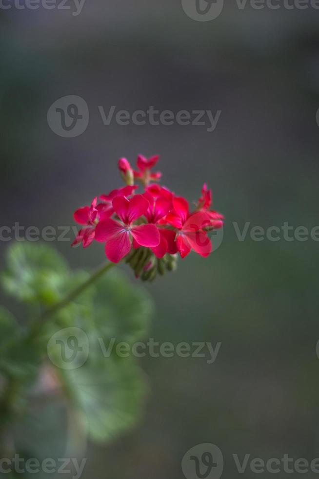 pelargonium o geranio fiore vicino Guarda a un' grappolo di rosso fioritura, mini cuffie e verde partire. verticale Visualizza foto