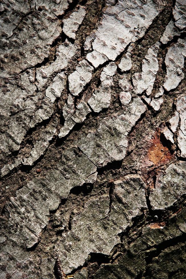 dettaglio della corteccia di albero grigiastra foto