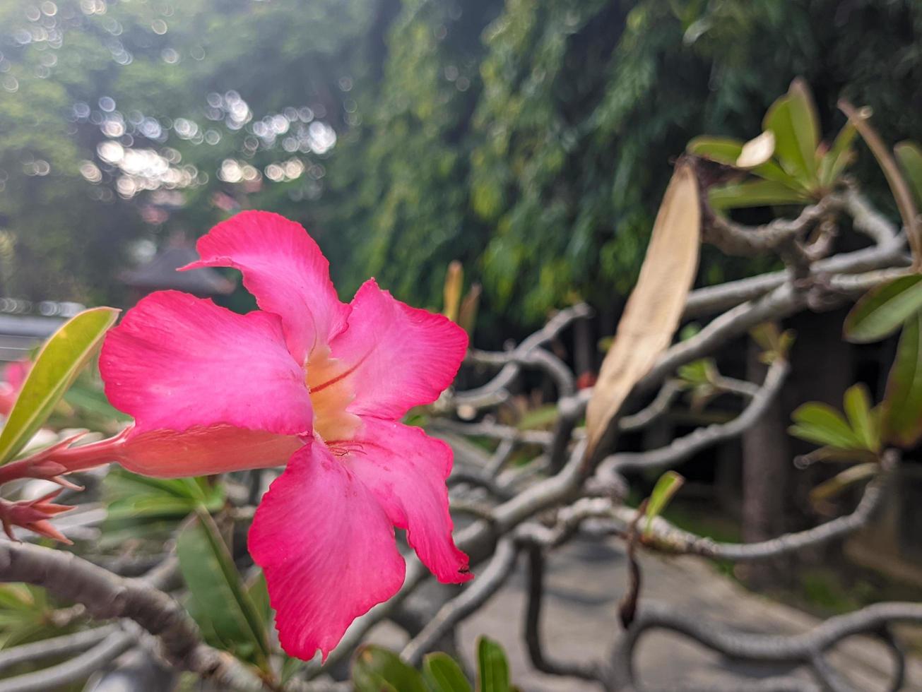 un' vicino su di Adenium obeso fiore. rosso e fresco. per fiore sfondo o sfondo foto