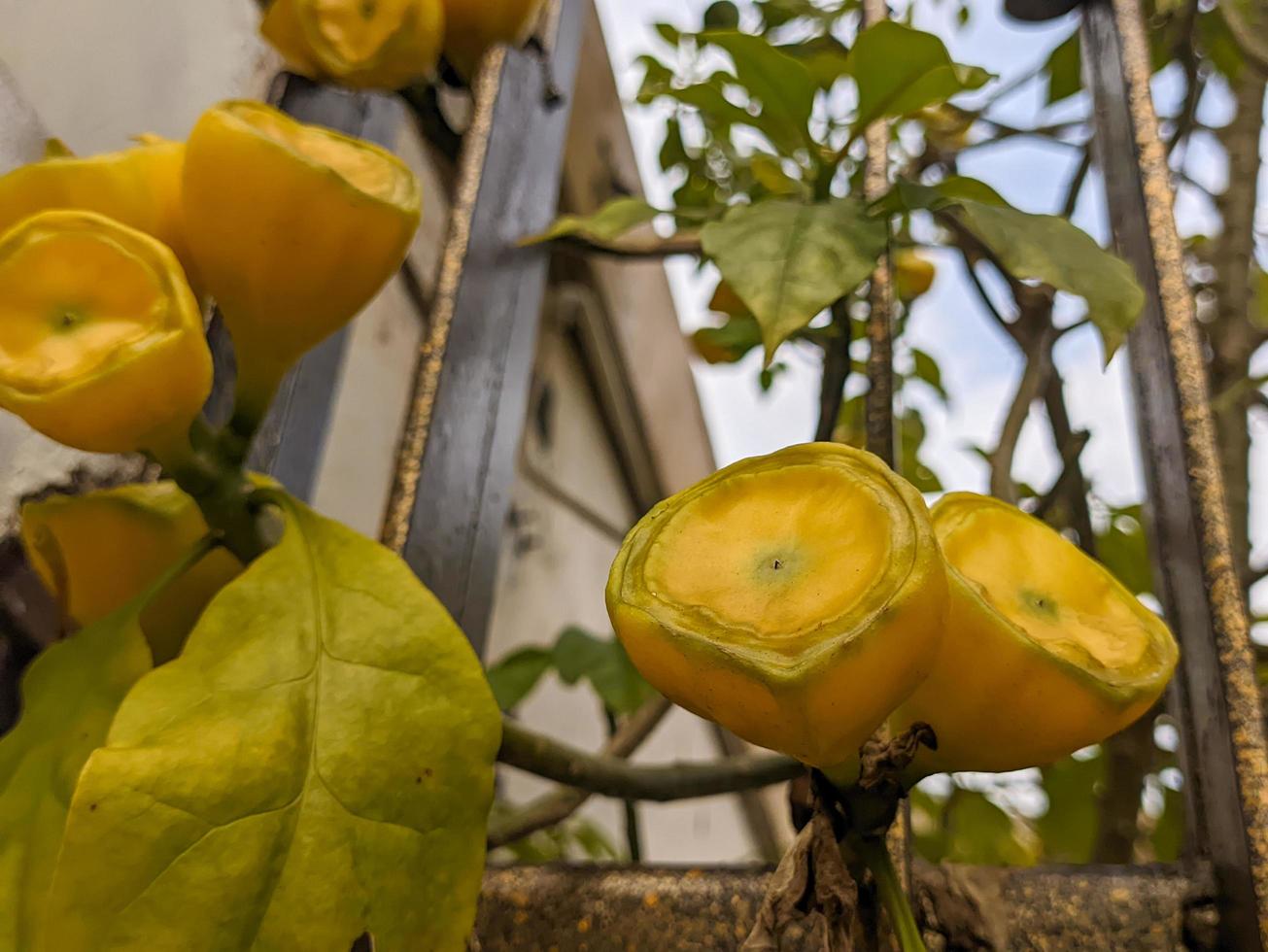 un' vicino su di leuenbergeria bleo frutta foto