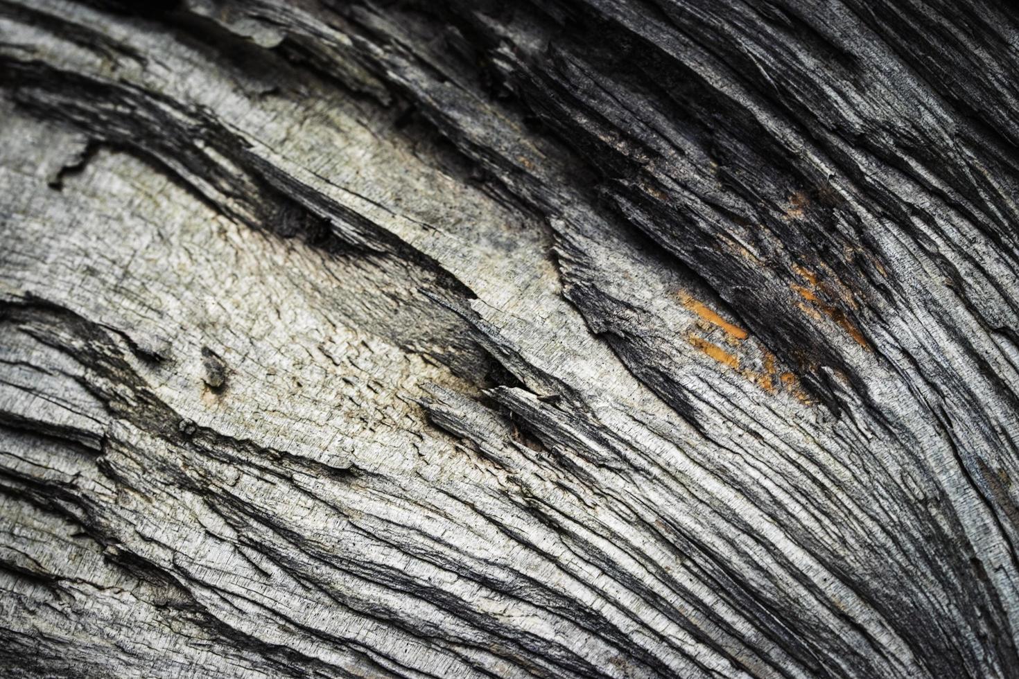 dettaglio di legno secco foto