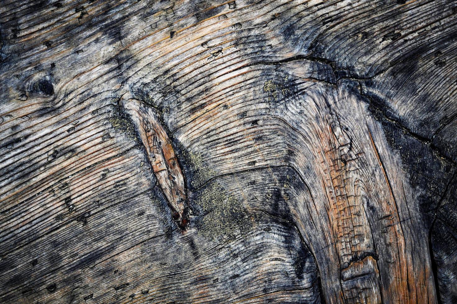 dettaglio del vecchio legno stagionato foto